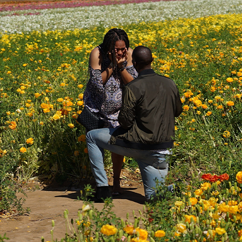 field of flowers proposal 